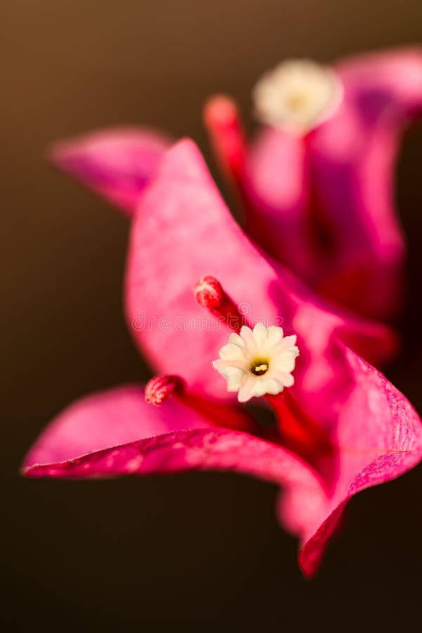 Bougainvillea stock photos