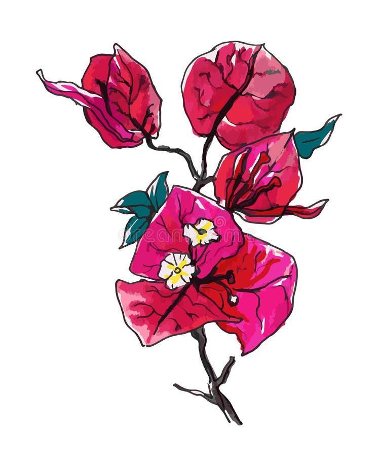 Bougainvillea decoratieve bloem vector illustratie Bougainvillea decoratieve bloem vector illustratie