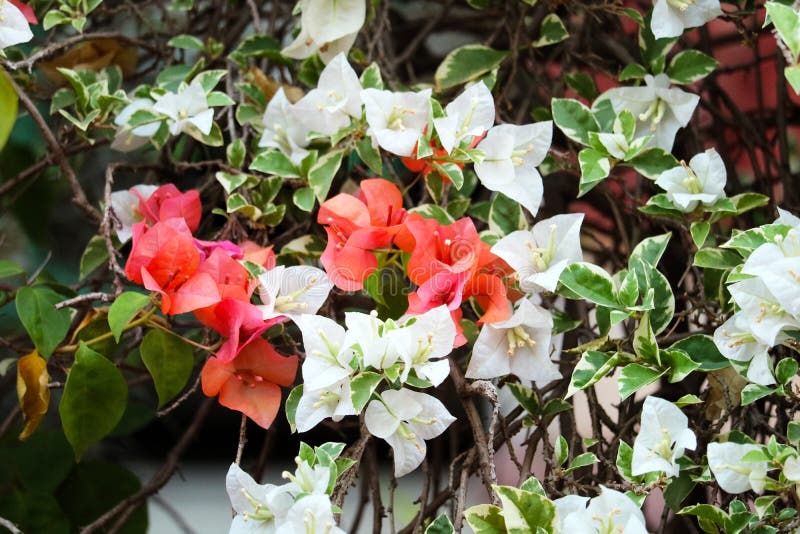 Bougainvillea flower blooming in garden blur green leaves royalty free stock image Bougainvillea flower blooming in garden blur green leaves royalty free stock image