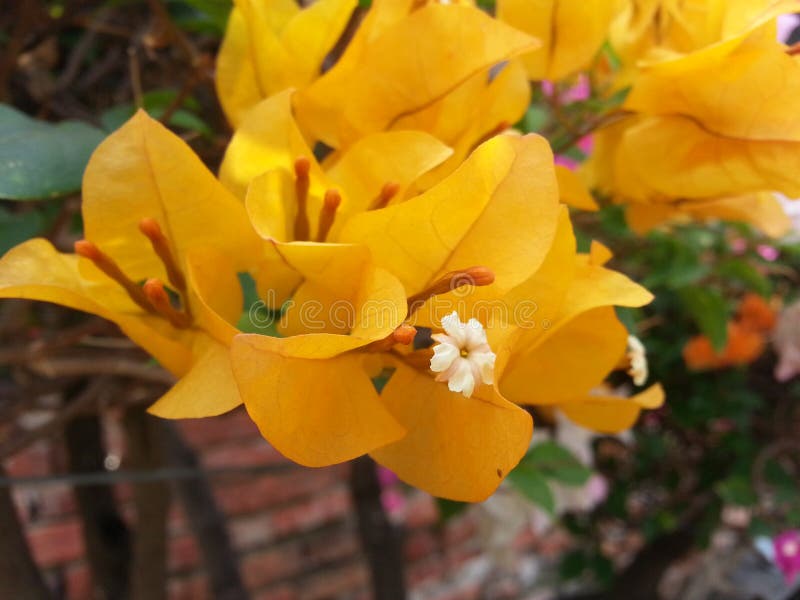 Bougainvillea Flower Orange Yellow Tree Stock Photo Image of flower