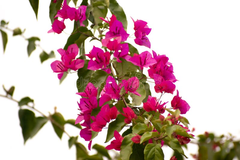 Bougainvillea Flower in a White Background Stock Image - Image of ...