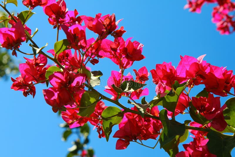 Bougainvillea Flowers on Blue Sky Background Stock Photo - Image of ...