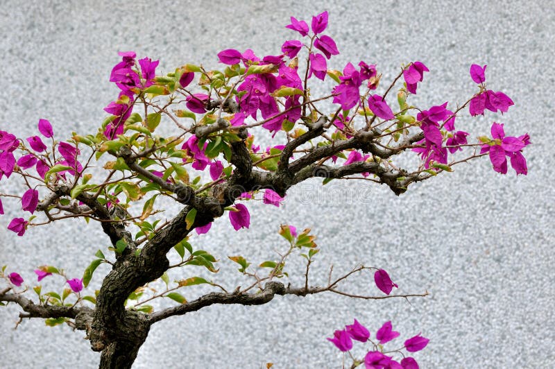 Bougainvillea flowers bonsai