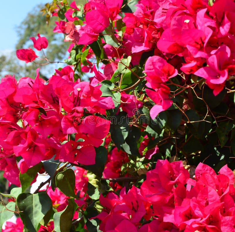 Bougainvillea flowers stock image. Image of white, natural 39827015