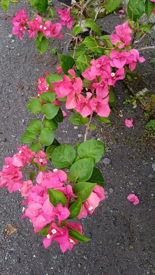 Bougainvillea Flowers Grow in Sand Stock Photo Image of yang, pasi