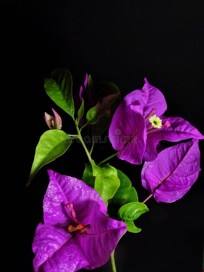 Bougainvillea flowers isolated on black background stock photo Bougainvillea flowers isolated on black background stock photo