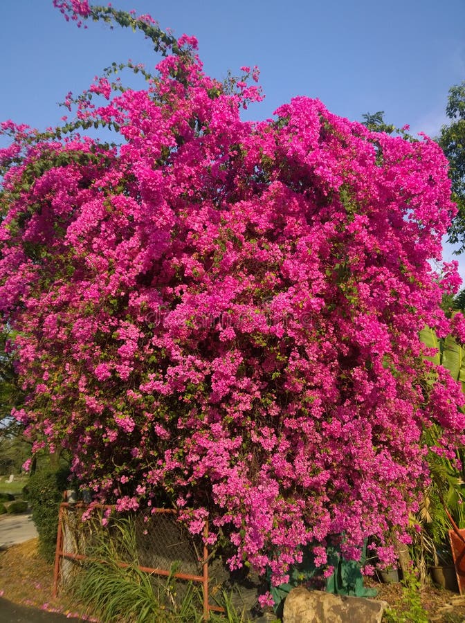 Bougainvillea Flowers in Thailand Stock Photo - Image of bright, color ...