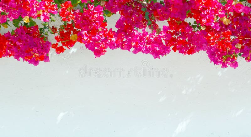 Bougainvillea flowers on a white wall background.Summer floral concept with space for text.