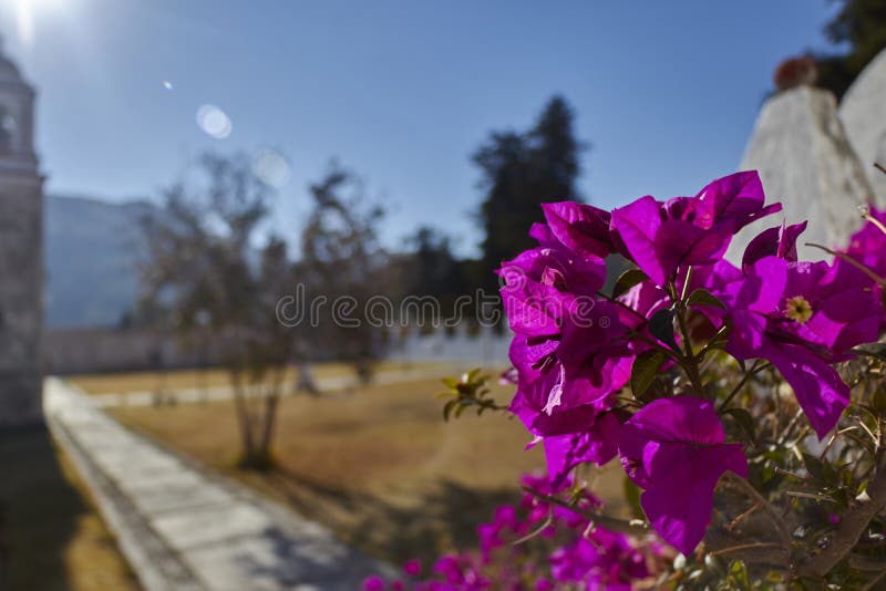 Bougainvillea in the garden in the morning stock photo Bougainvillea in the garden in the morning stock photo