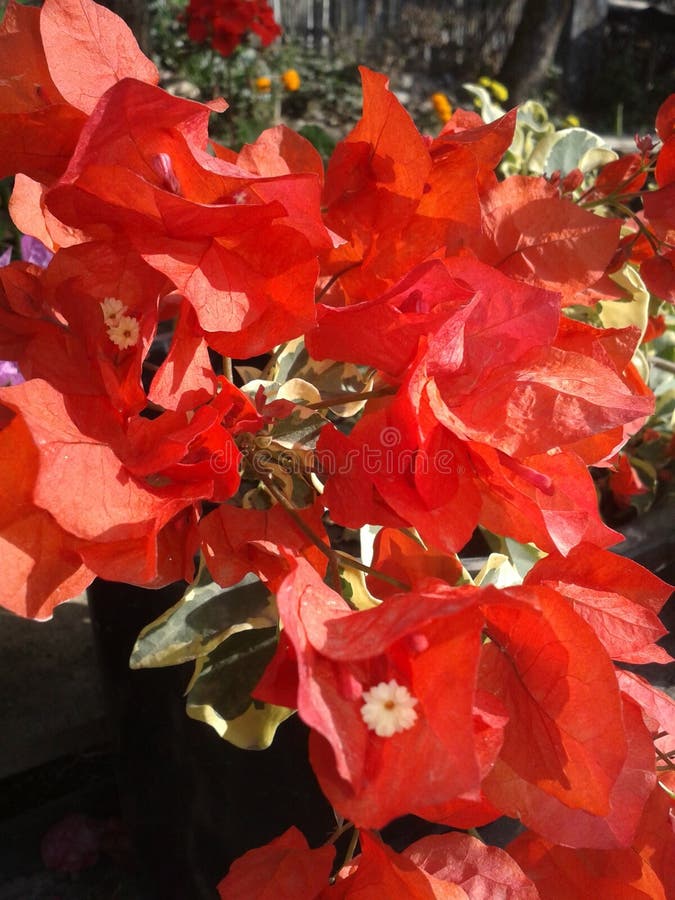 Bougainvillea Seedlings Stock Photos - Free & Royalty-Free Stock Photos ...