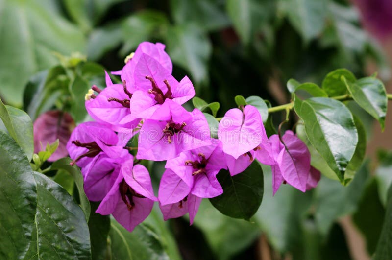 Bougainvillea hardy vine plant with magenta-scarlet bracts around yellow flowers surrounded with dark green leaves stock images Bougainvillea hardy vine plant with magenta-scarlet bracts around yellow flowers surrounded with dark green leaves stock images