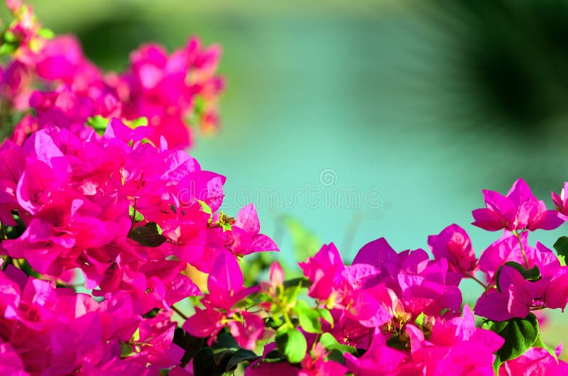 Bougainvillea marsa alam