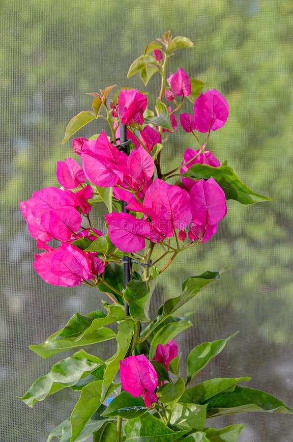 Bougainvillea menchii gałąź kwitnie, papierowy kwiat z zielonymi liśćmi fotografia royalty free Bougainvillea menchii gałąź kwitnie, papierowy kwiat z zielonymi liśćmi fotografia royalty free