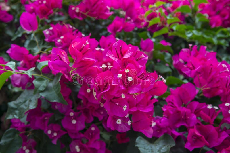 Bougainvillea pink flower bush