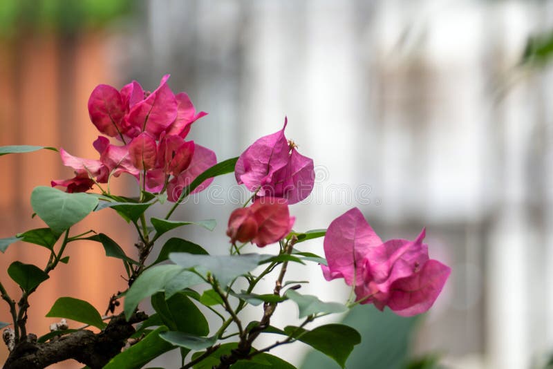 Bougainvillea Pink Flower in the Garden Stock Image Image of leaves
