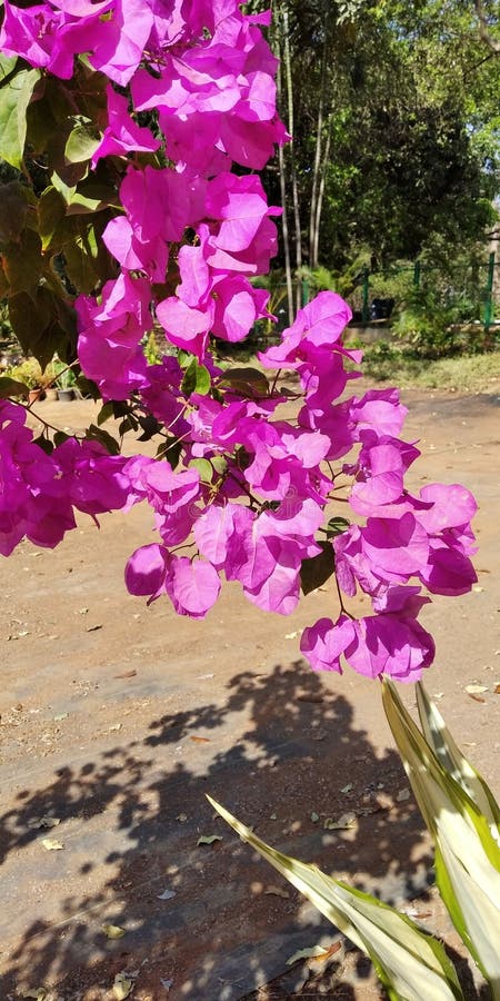 Bougainvillea Pink Flowers Natural Plant Stock Image Image Of Ornamental Gardens