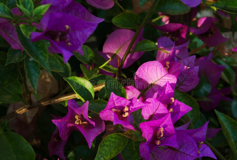 Bougainvillea purple flowers at sunset