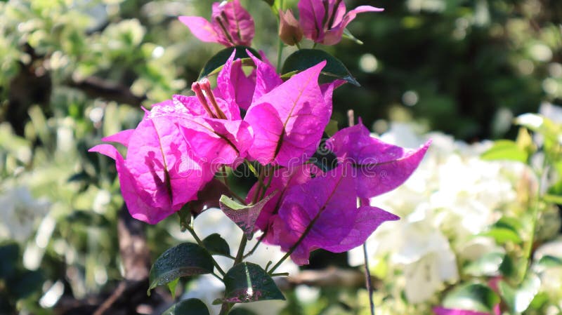 Bougainvillea s a genus of thorny ornamental vines, bushes, and trees belonging to the four o' clock family, Nyctaginaceae. The species grow 1 to 12 metres (3 to 39 ft) tall, scrambling over other plants with their spiky thorns. They are evergreen where rainfall occurs all year, or deciduous if there is a dry season. Bougainvillea s a genus of thorny ornamental vines, bushes, and trees belonging to the four o' clock family, Nyctaginaceae. The species grow 1 to 12 metres (3 to 39 ft) tall, scrambling over other plants with their spiky thorns. They are evergreen where rainfall occurs all year, or deciduous if there is a dry season