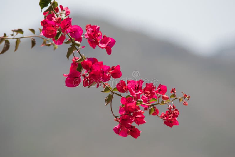Bougainvillea Spanish Pink Flower Stock Image Image of blossom