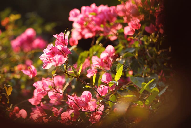 Bougainvillea at sunset