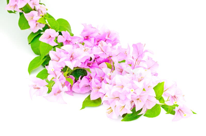 Bougainvillea stock photo. Image of decor, purple, natural - 32675244