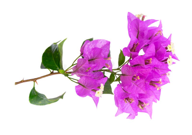 Bougainvillea Flowers Frame Stock Photo - Image of beauty, botany: 25111426
