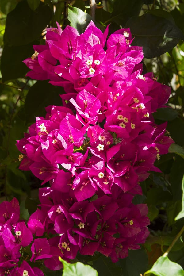 Bougainvillea άνθισης στοκ εικόνα Bougainvillea άνθισης στοκ εικόνα