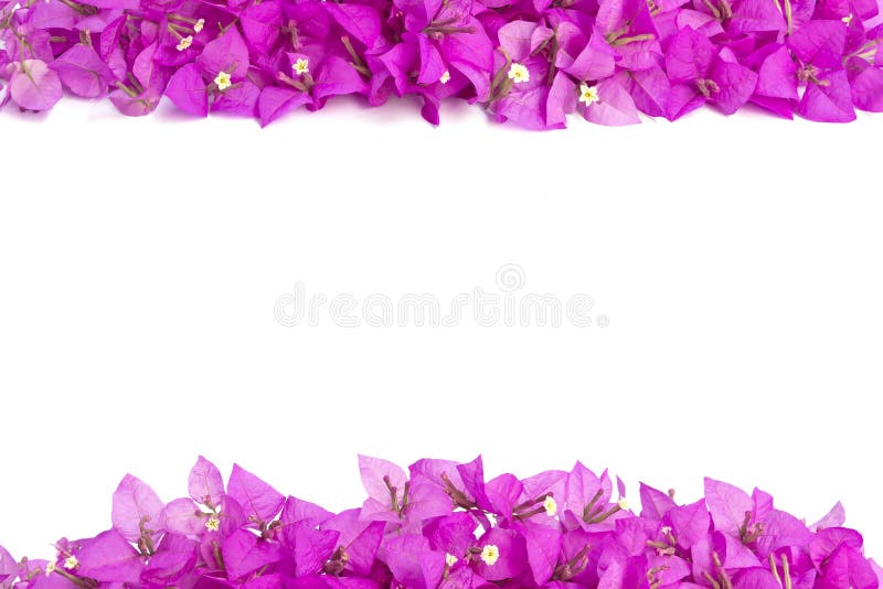 Bougainvilleablomma arkivfoto Bougainvilleablomma arkivfoto