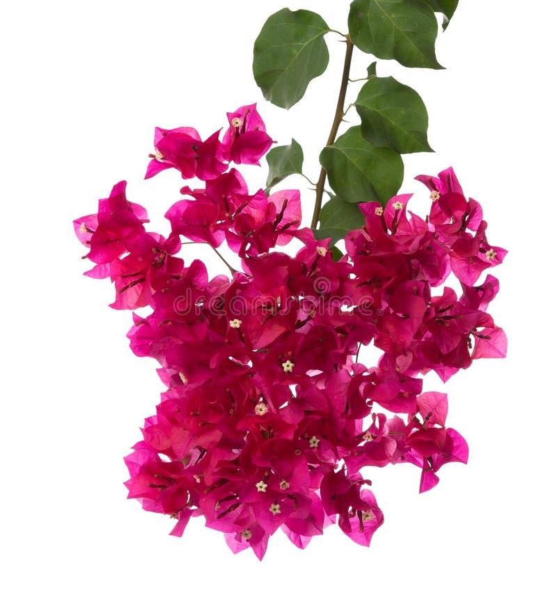 Bougainvilleas Isolated on White Background Stock Photo - Image of ...