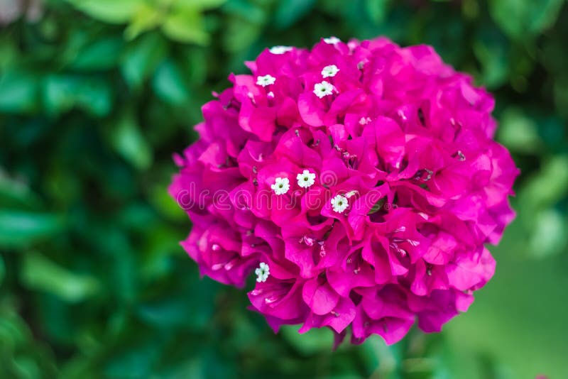 Bouganvilla. dekorative Rebbuschbäume. runde rosa Blume im Sommer. Grüne Blätter des Naturtapetenblumenhintergrundes lizenzfreies stockbild