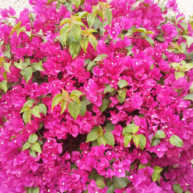 Purple Blooms After The Rain Stock Image - Image of blooms, gardening ...