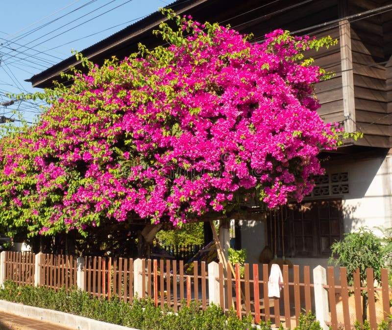 Bouganvillablumen ist im Hausgarten bunt lizenzfreies stockfoto Bouganvillablumen ist im Hausgarten bunt lizenzfreies stockfoto