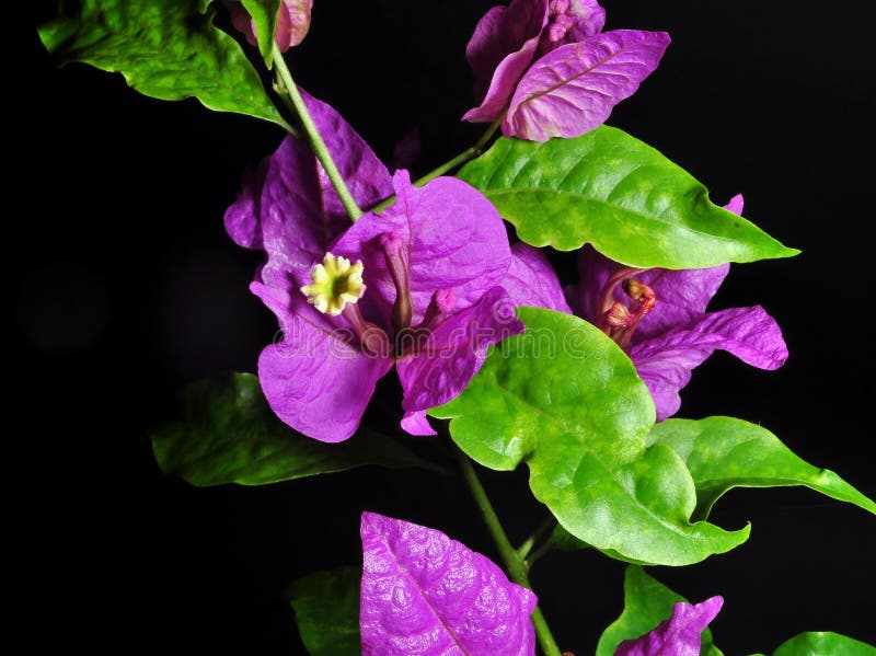 Bouganvillablumen lokalisiert auf schwarzem Hintergrund stockfoto Bouganvillablumen lokalisiert auf schwarzem Hintergrund stockfoto