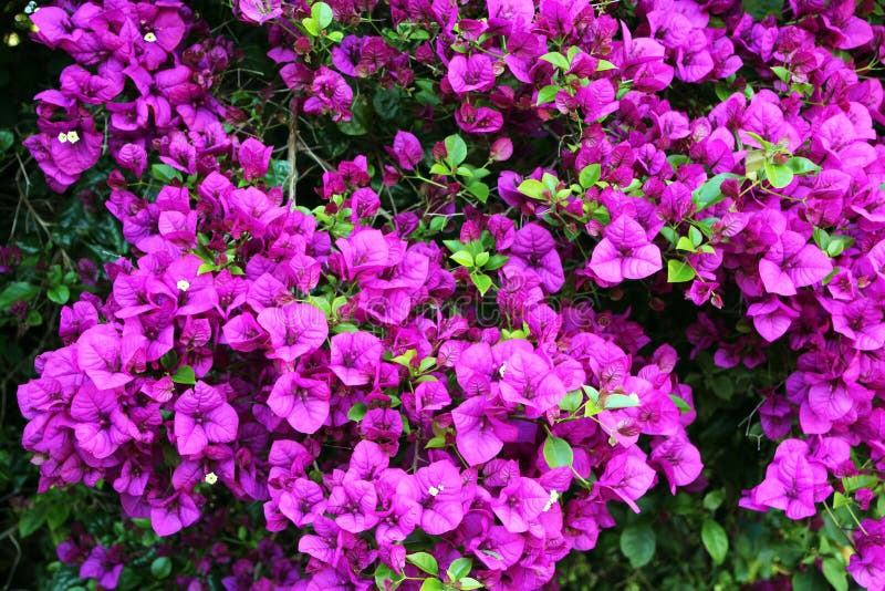 The magnificent purple flower bracts of the bouganvillea magnifica traillii cascade down in a weeping habit from the tall plant which flowers from spring to late summer in warm Australian climate areas.