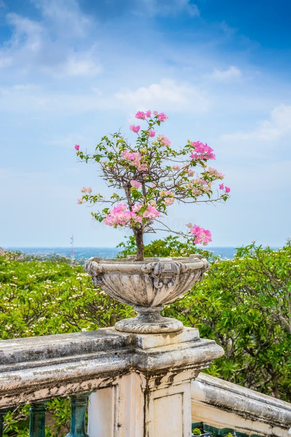 Bouganvillée pourpre dans le pot de fleur de ciment de vintage photographie stock Bouganvillée pourpre dans le pot de fleur de ciment de vintage photographie stock