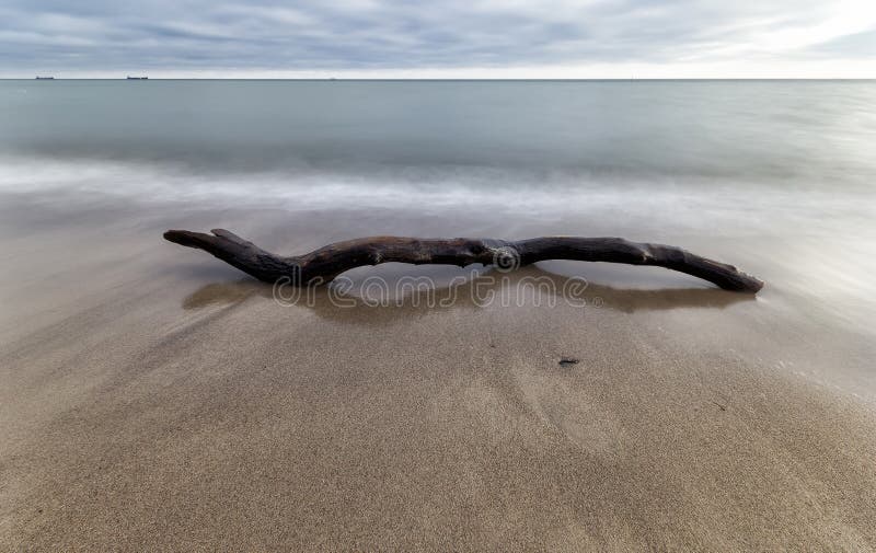 The bough in water at coast Baltic Sea.