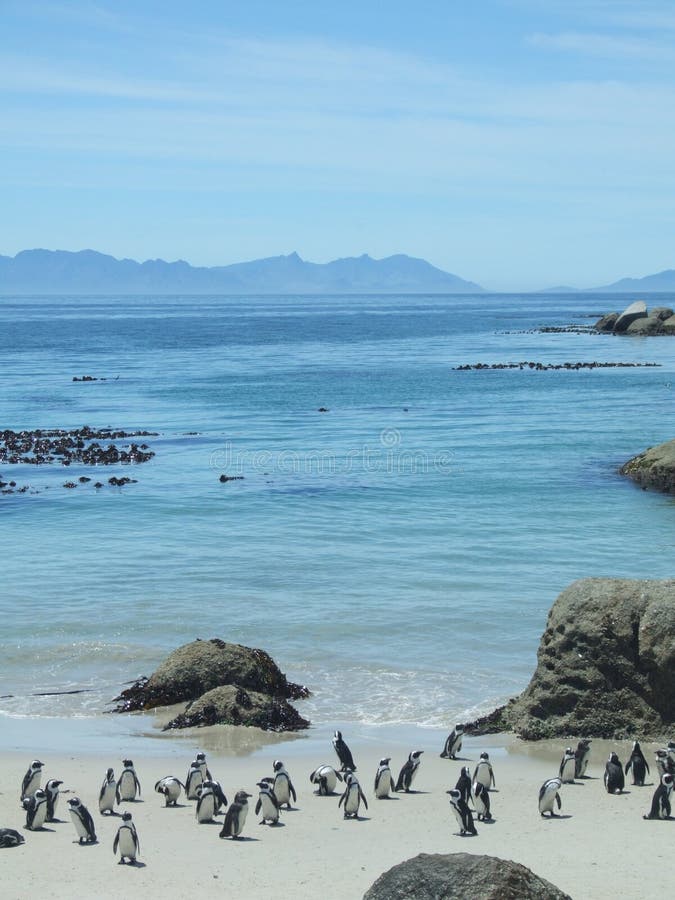 Boulder Beach Penguins stock images Boulder Beach Penguins stock images