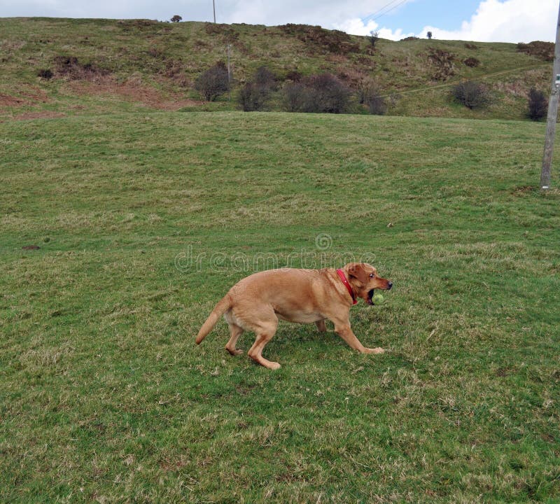 Boule contagieuse de labrador retriever image libre de droits Boule contagieuse de labrador retriever image libre de droits