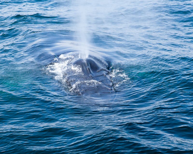 Boule de baleine à bosse photo stock. Image du beau - 243266996