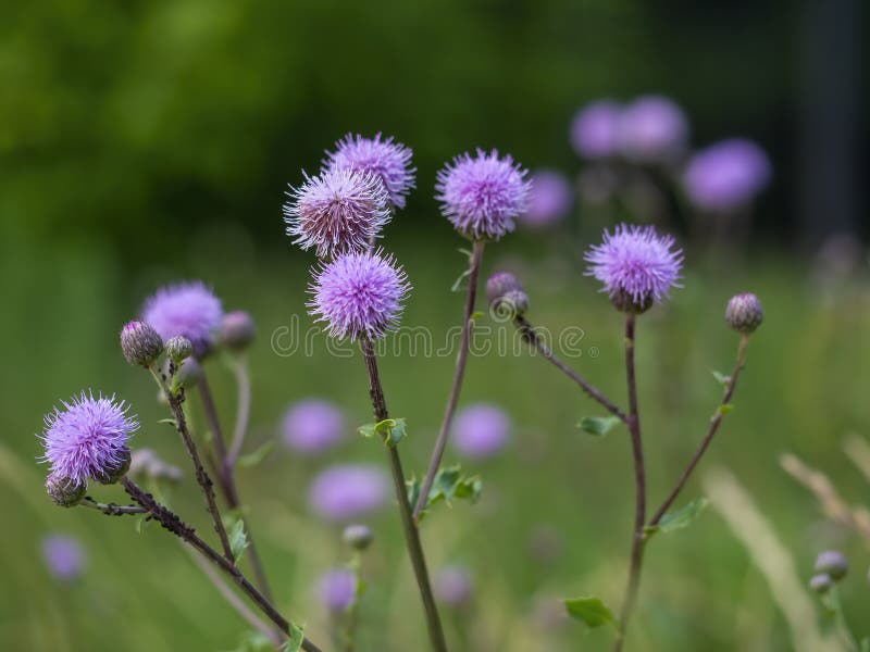 Boule Violette Fleurs Sauvages Dans La Forêt Photo stock - Image du vert,  pré: 232605680
