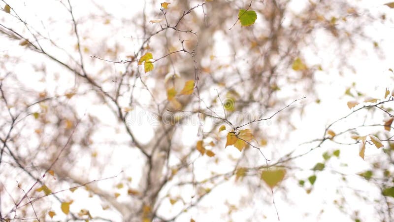 Bouleaux un jour d'hiver. Les dernières feuilles dans le coup de neige sur les branches minces contre le ciel blanc.