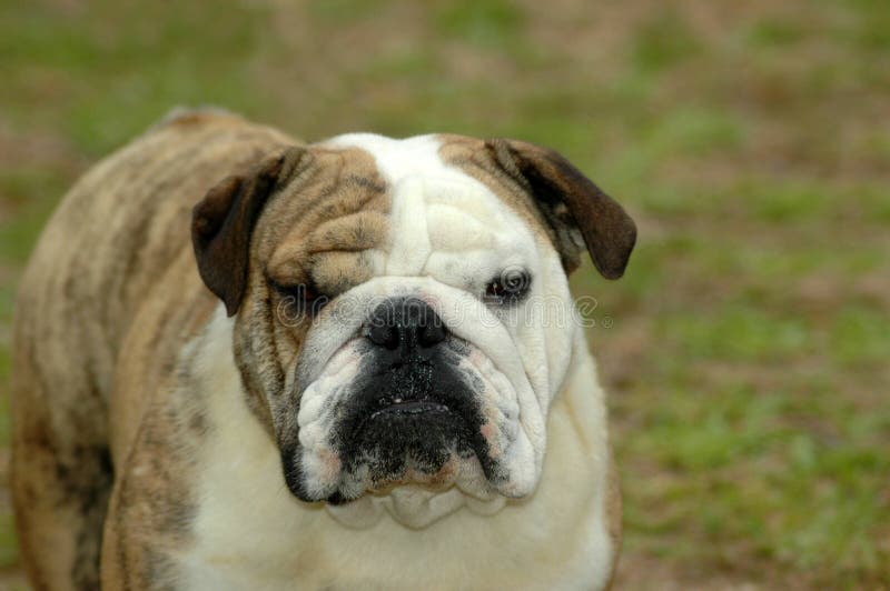 A beautiful English Bulldog dog head portrait with funny expression in face watching other dogs in the park outdoors. A beautiful English Bulldog dog head portrait with funny expression in face watching other dogs in the park outdoors