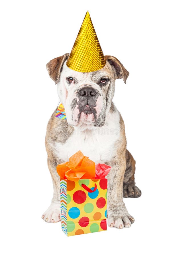 Bouledogue drôle avec le cadeau d'anniversaire photos libres de droits Bouledogue drôle avec le cadeau d'anniversaire photos libres de droits