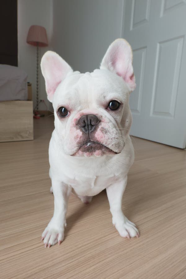 Mensonge Blanc De Bouledogue Franais Sur Le Plancher En Bton Photo stock  - Image du blanc franais 91262424