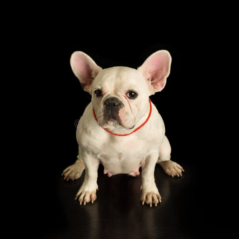 Bouledogue français photos libres de droits Bouledogue français photos libres de droits