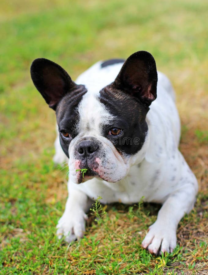 Bouledogue français photo libre de droits Bouledogue français photo libre de droits