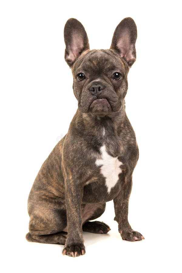 Bouledogue français de brun mignon de séance photo libre de droits Bouledogue français de brun mignon de séance photo libre de droits