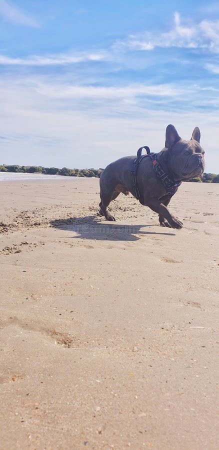 bouledogue français de chien de plage photos stock bouledogue français de chien de plage photos stock