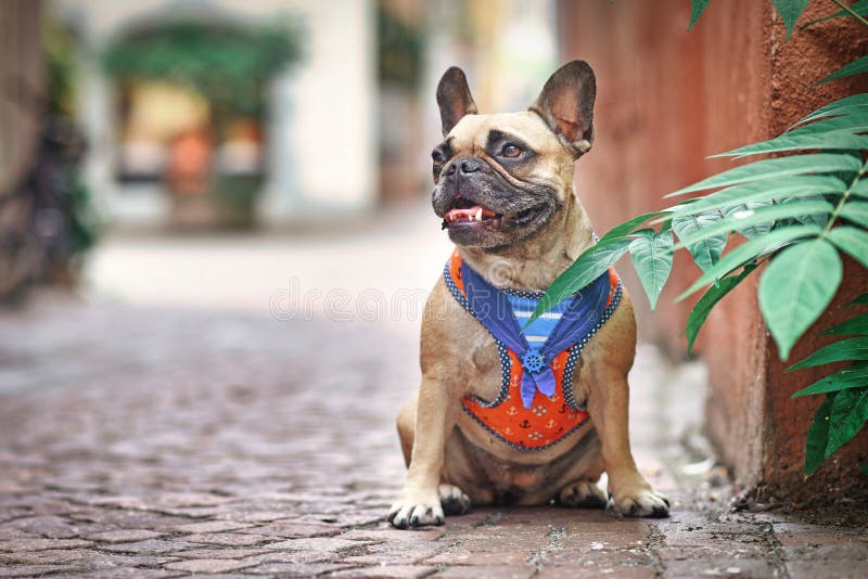 Bouledogue français de faon à l'aide d'un harnais de chien de marin avec le collier assis dans la rue de la ville