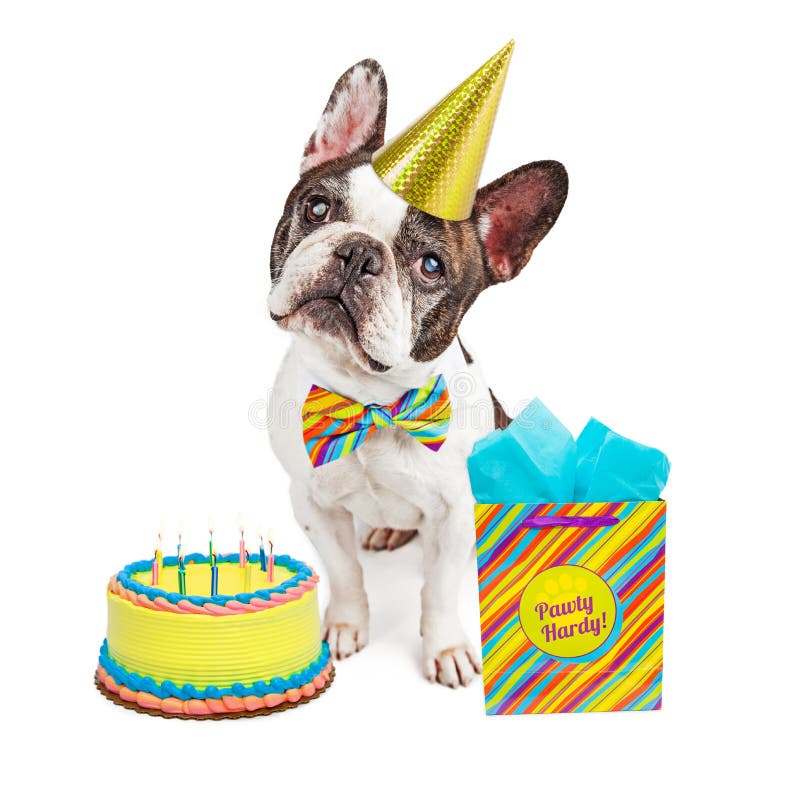 Bouledogue français de joyeux anniversaire images stock Bouledogue français de joyeux anniversaire images stock
